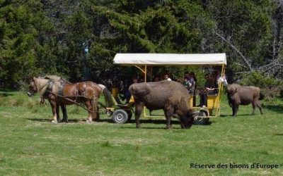Réserve des bisons d'europe
